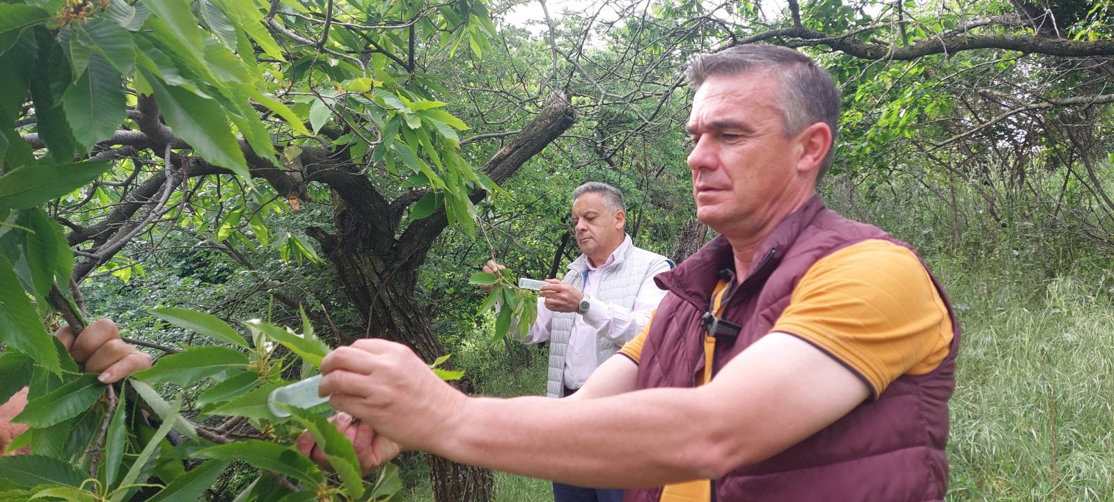 Περιφέρεια Θεσσαλίας: Έντομο που καταπολεμά τη Σφήκα από χθες στις καστανιές
