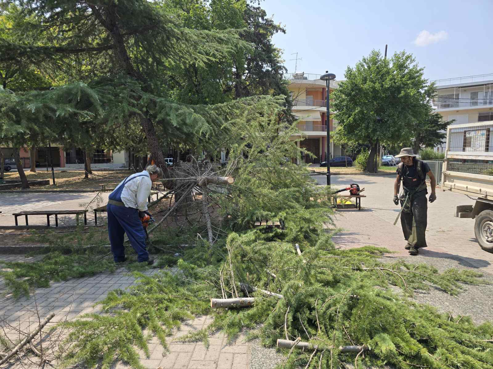 Λάρισα: Πτώση δέντρου στην πλατεία Χαραυγής - Η Διεύθυνση Πρασίνου εφιστά την προσοχή των πολιτών 