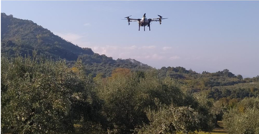 Mε drones οι ψεκασμοί κατά του δάκου στη Θεσσαλία - Πιλοτικό πρόγραμμα από την Περιφέρεια 