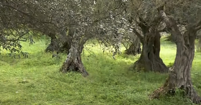 Επιτήδειοι έκοψαν δένδρα στον αιωνόβιο ελαιώνα της Τσαριτσάνης
