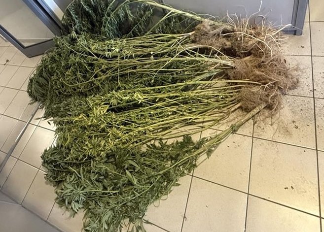 Τέμπη: Kαλλιεργούσε δενδρύλλια κάνναβης στην αυλή του σπιτιού του