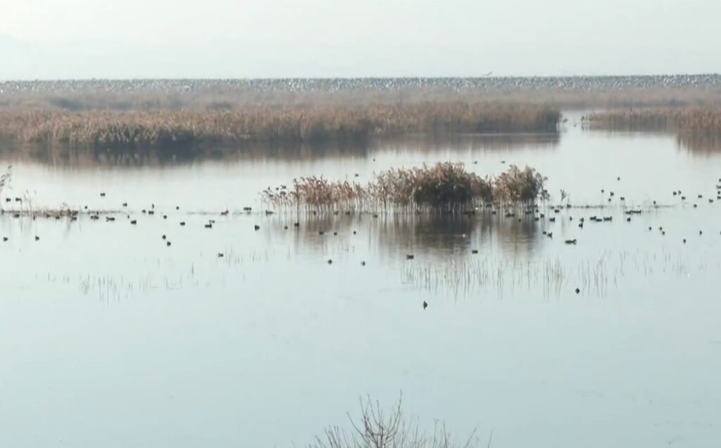 Αυξήθηκε ο αριθμός των πτηνών στη λίμνη Κάρλα (βίντεο)