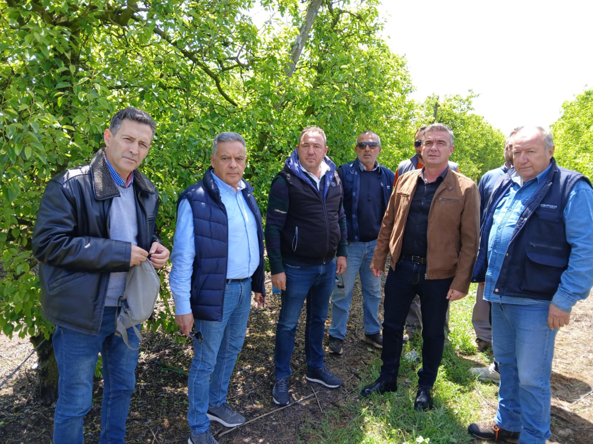 Εντονη καρπόπτωση στα αχλάδια στην περιοχή του Τυρνάβου - Ανησυχία παραγωγών