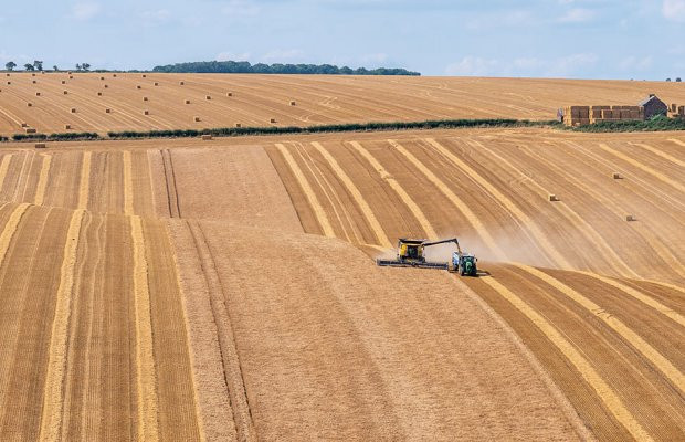 Λάρισα: Μειωμένα στρέμματα με κριθάρι και μέτρια παραγωγή 