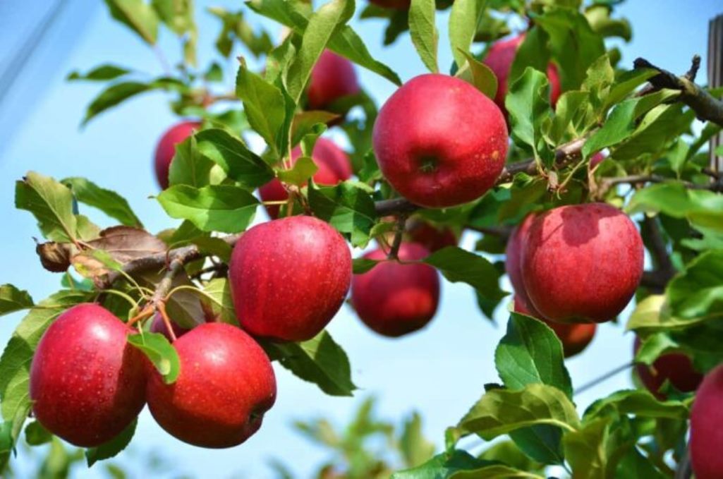 Eνισχύσεις 8,7 εκατ. ευρώ σε παραγωγούς μήλων και κάστανων της Λάρισας 