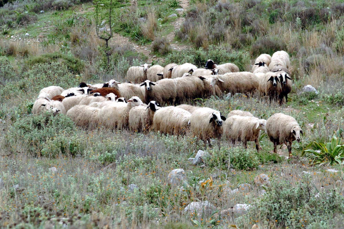 Kρούσμα πανώλης και στο Δομένικο Ελασσόνας - Στη Λάρισα ο ΥπΑΑΤ Κώστας Τσιάρας 