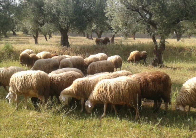 Πάνω από 160.000 αιγοπρόβατα χάθηκαν από ευλογιά και πανώλη