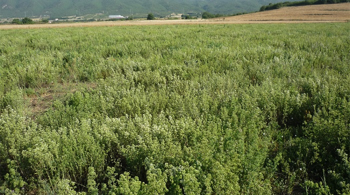 "Νέκρωσαν" τα φυτά της ρίγανης στη Λάρισα - Σε αναστάτωση οι παραγωγοί