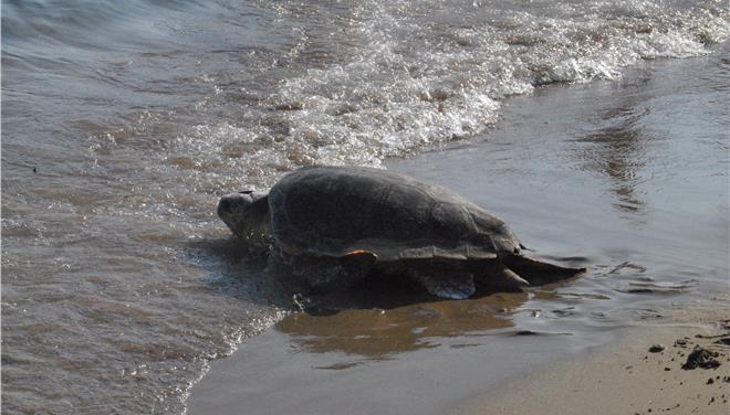 Βρέθηκε νεκρή θαλάσσια χελώνα στον Αγιόκαμπο