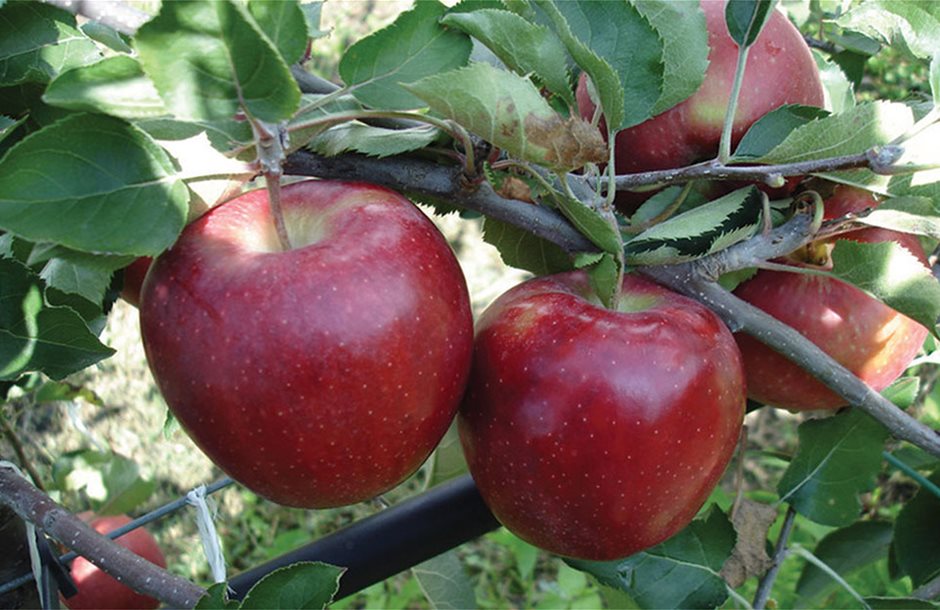 Στα πάνω της φέτος η αγορά μήλων στην Αγιά