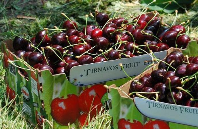 Tύρναβος: Με καλές τιμές ξεκίνησε η συγκομιδή στις πρώιμες ποικιλίες κερασιού