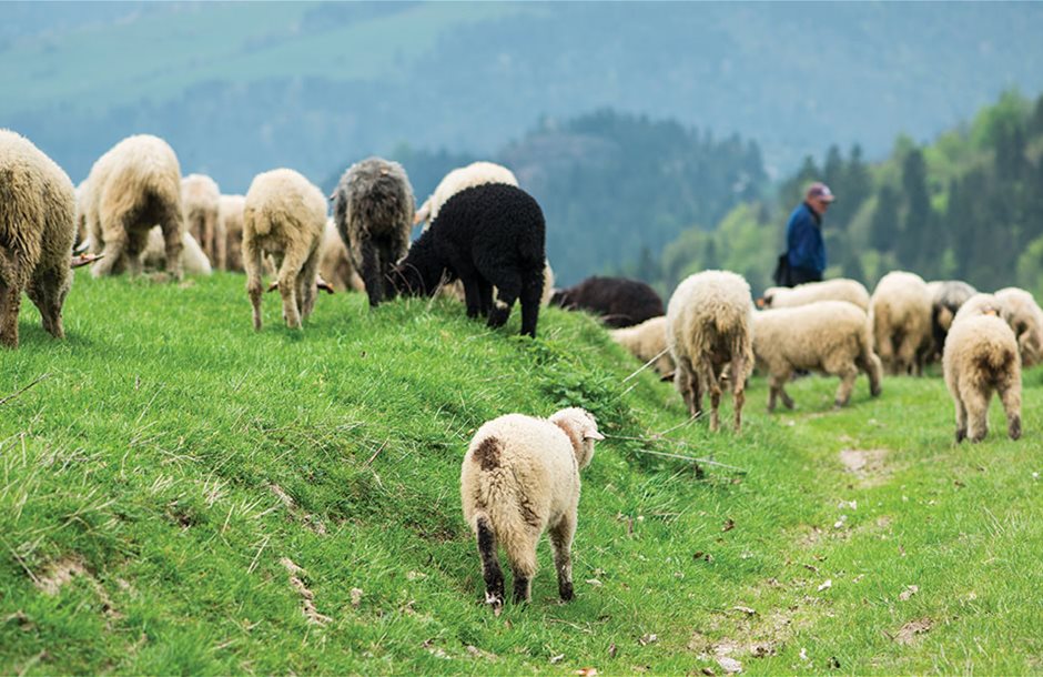 Συνάντηση με Αυγενάκη ζητούν οι Θεσσαλοί κτηνοτρόφοι 