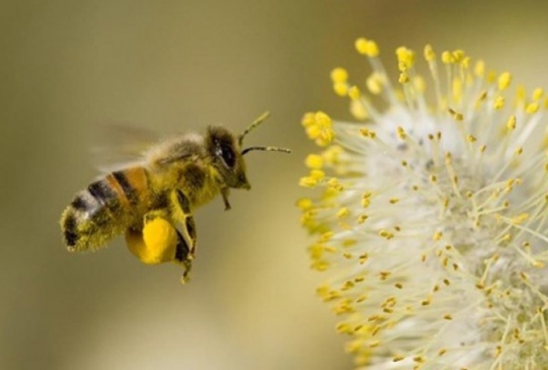 Τύρναβος: Οδηγίες για τους ψεκασμούς στα καρποφόρα και την προστασία των μελισσών 