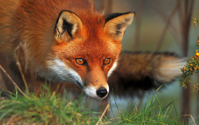 Στη Λάρισα και φέτος ο εμβολιασμός κατά της λύσσας κόκκινων αλεπούδων