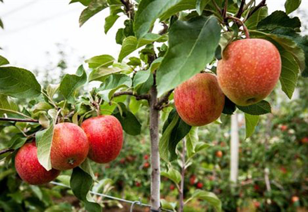 Δωρεάν μήλα Αγιάς σε καταστήματα εστίασης στη Λάρισα - Προσφορά στους πελάτες