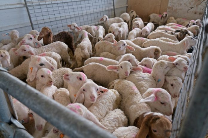 Xαμηλά οι τιμές των αμνοεριφίων - Αγωνία των Θεσσαλών κτηνοτρόφων ενόψει Πάσχα 