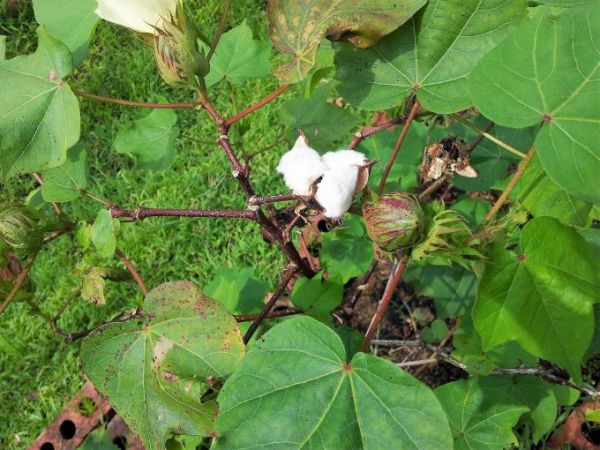 Αυξημένες προσβολές από πράσινο σκουλήκι σε βαμβακοκαλλιέργειες της Λάρισας 