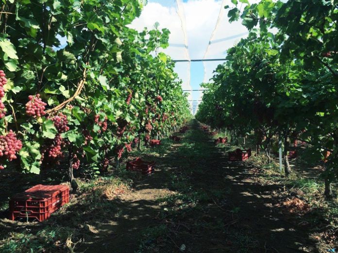 Το σταφύλι «Κρίμσον» κατακτά τον κάμπο - Aυξητική τάση της καλλιέργειας στη Λάρισα