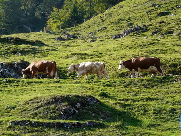 Μπλοκάρονται  πληρωμές αποζημιώσεων σε Θεσσαλούς κτηνοτρόφους 