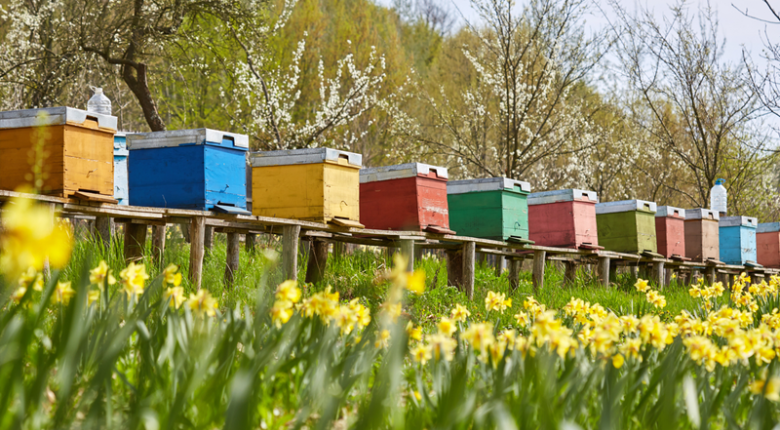 Χειροπέδες σε 59χρονο- Εκλεψε 31 κυψέλες μελισσών στην περιοχή της Αγιάς 