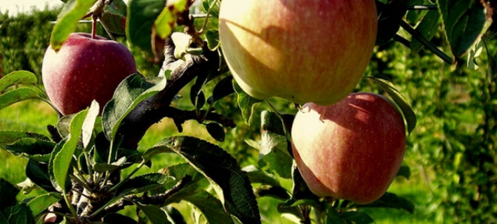 Σε «χαμηλή πτήση» τα μήλα Αγιάς