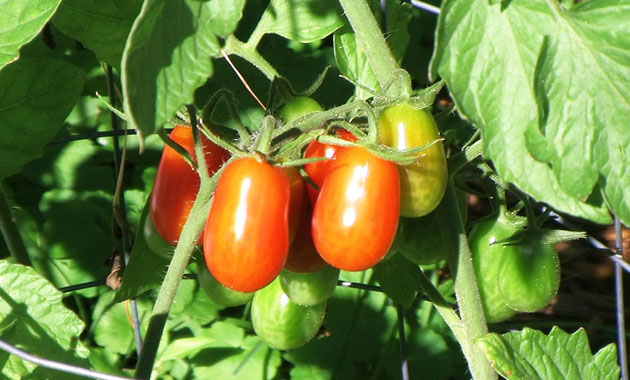 Προβληματισμός στη Θεσσαλία για τη βιομηχανική ντομάτα 