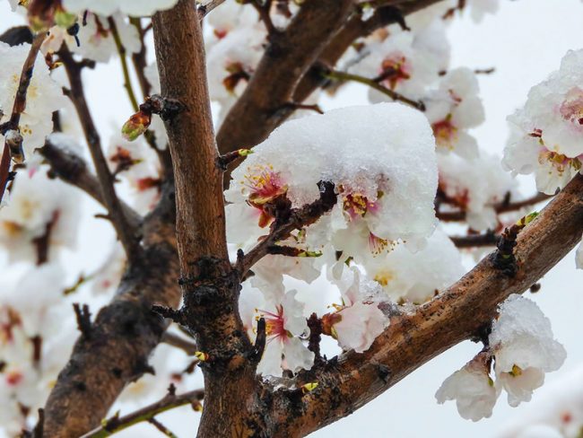 Δήμος Ελασσόνας: Τεράστιες οι ζημιές λόγω παγετού σε όλες τις καλλιέργειες
