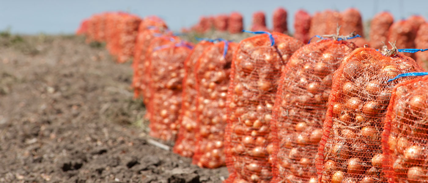 Λάρισα: Μειωμένη παραγωγή φέτος στο κρεμμύδι και καλές τιμές 