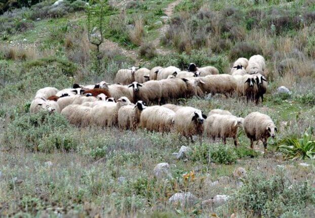 Βρέθηκε λύση για τις αποζημιώσεις των κτηνοτρόφων Τυρνάβου