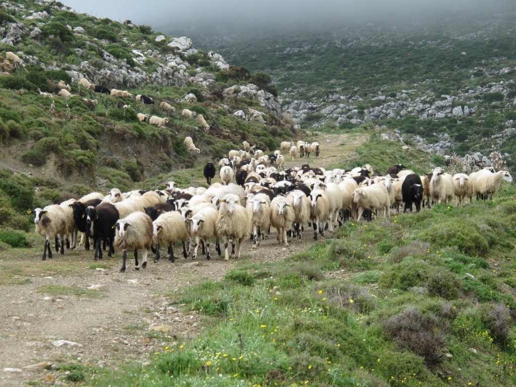 Tρία χρόνια χωρίς αποζημιώσεις για τον καταρροϊκό πυρετό Λαρισαίοι κτηνοτρόφοι 