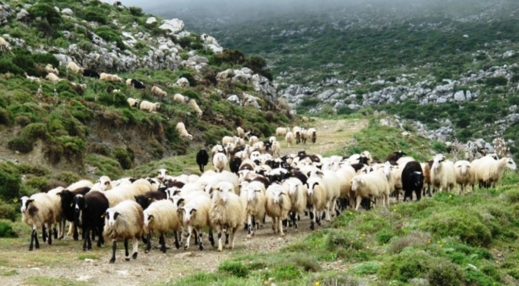 Καταβάλλονται αποζημιώσεις 1,8 εκατ. ευρώ σε κτηνοτρόφους της Θεσσαλίας 