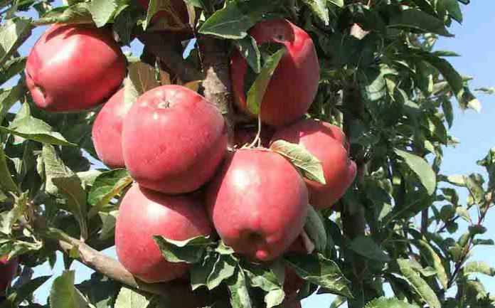 Πρωτιά Θεσσαλίας σε εκτάσεις με μηλιές και αχλαδιές - Μειώθηκαν την τελευταία πενταετία 