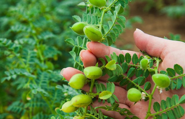 Αυξητικές τάσεις για τις καλλιέργειες φασολιού και ρεβιθιού στα Φάρσαλα