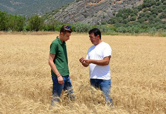 Θεσσαλία: Οργή αγροτών με «στημένη τιμή» στα 16 λεπτά για το σκληρό σιτάρι