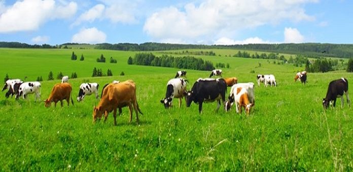 210.000 ευρώ σε 33 Λαρισαίους δικαιούχους της "Βιολογικής Κτηνοτροφίας" 