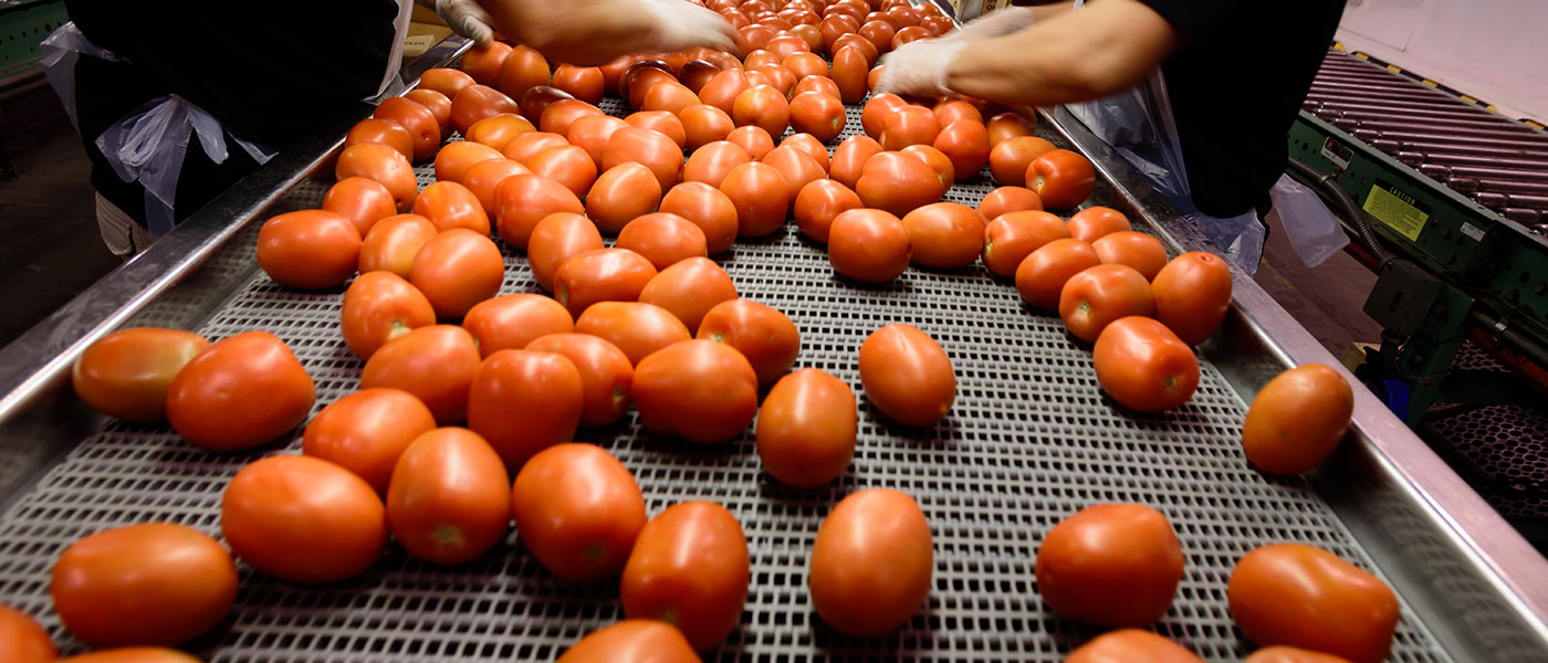 ΘΕΣΤΟ: Κατάθεση μηνυτήριας αναφοράς για αποζημιώσεις βιομηχανικής ντομάτας