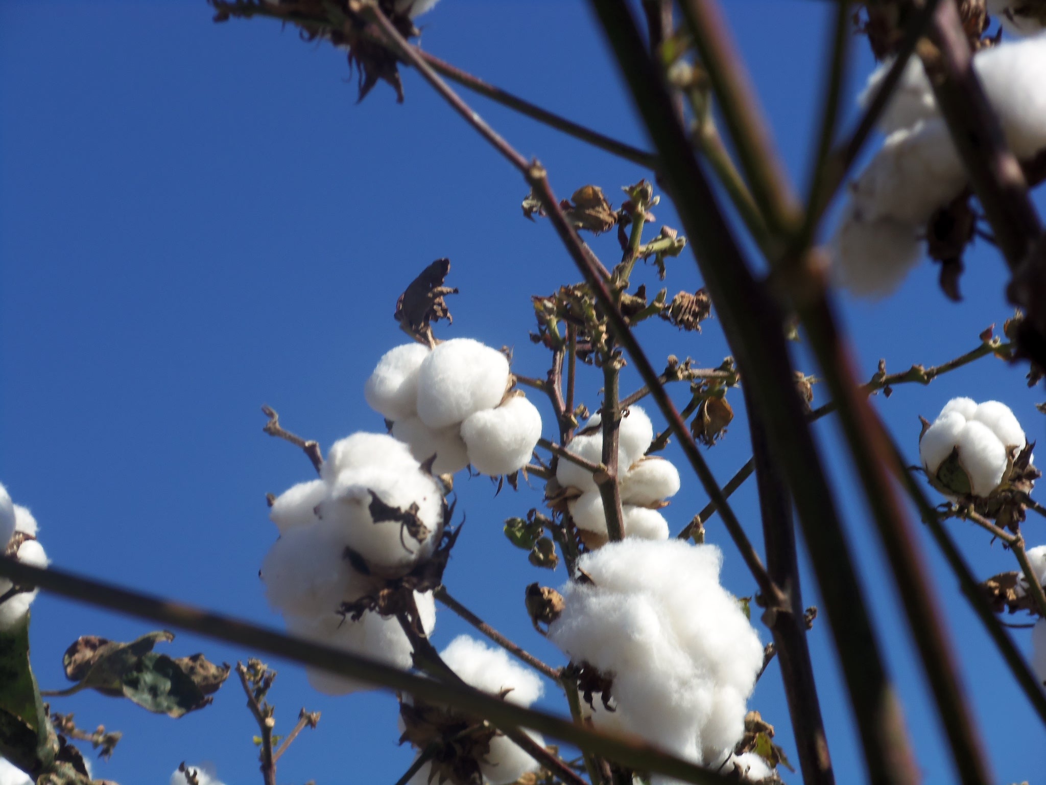 Διεύθυνση Αγροτικής Οικονομίας Περιφέρειας Θεσσαλίας: Οδηγίες φυτοπροστασίας για το βαμβάκι
