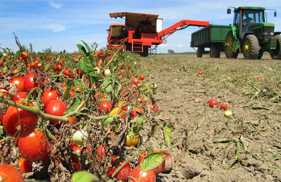 Αποζημιώσεις από τα 15,7 εκ. ευρώ ζητούν οι Λαρισαίοι για την βιομηχανική ντομάτα