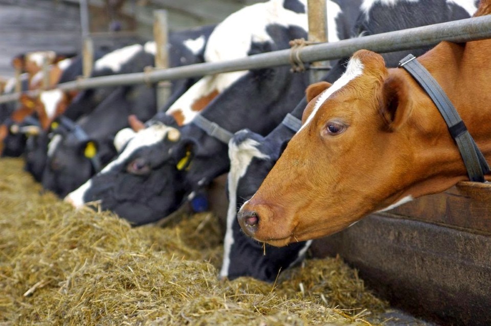 Δήμος Ελασσόνας προς κτηνοτρόφους: "Λάβετε μέτρα για τον καταρροϊκό πυρετό"