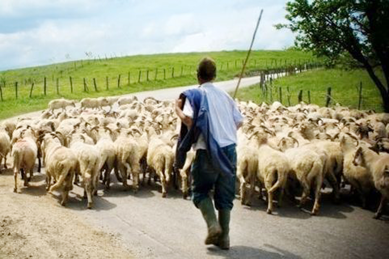 Εκδόθηκαν οι καταστάσεις πληρωμής του έτους 2012 για τους δικαιούχους της «Βιολογικής Κτηνοτροφίας»