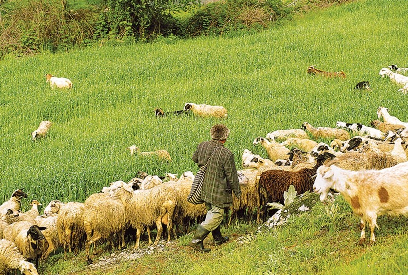 Θεσσαλοί κτηνοτρόφοι: Στο επίκεντρο φέτα, δάνεια και εργάτες γης