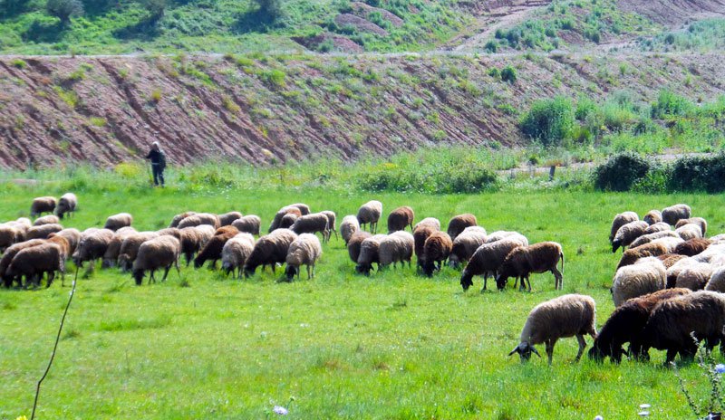 Αποζημιώσεις από τον ΕΛΓΑ σε κτηνοτρόφους της Θεσσαλίας