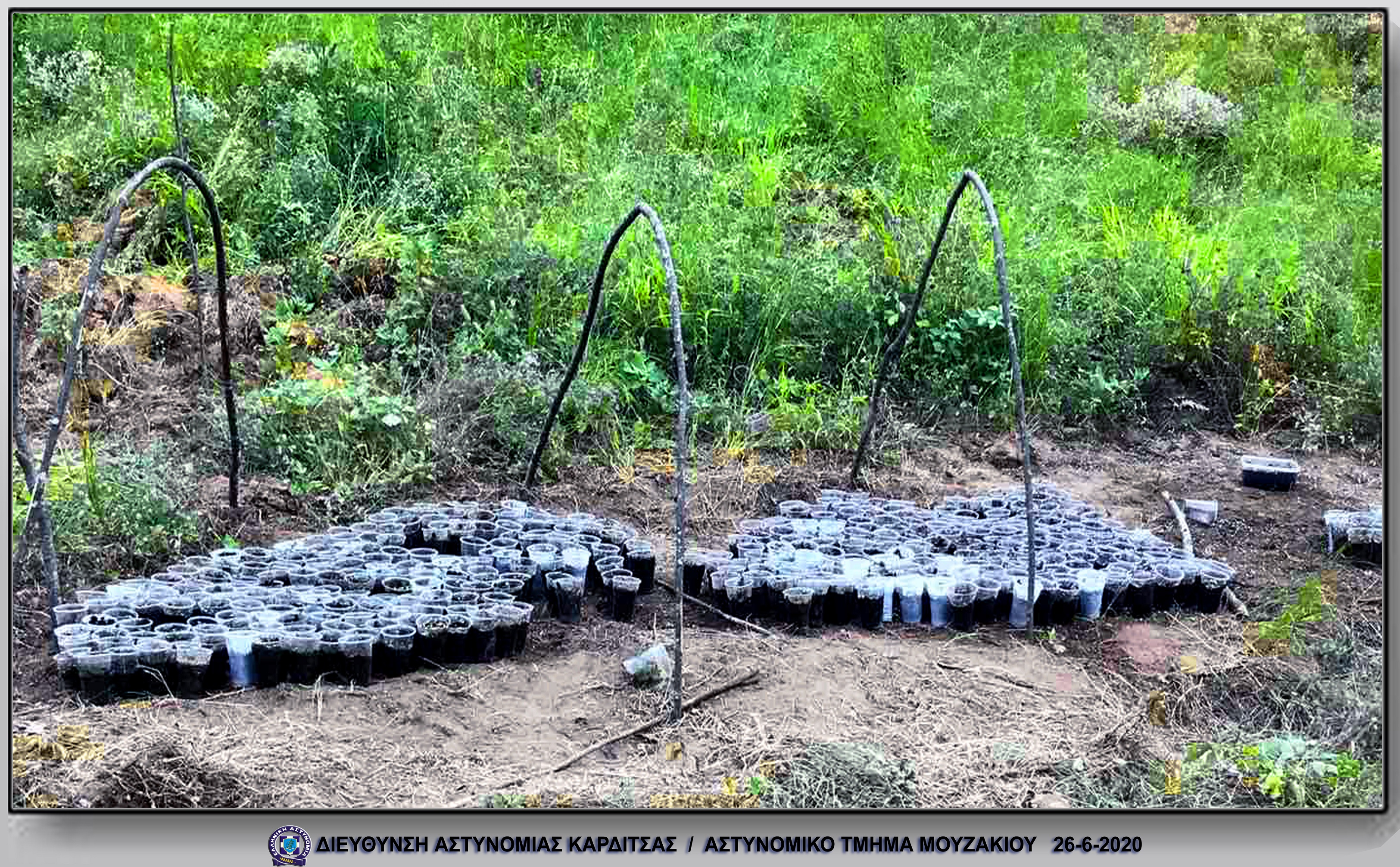 Μουζάκι Καρδίτσας: Εντοπίστηκε φυτεία κάνναβης σε δασώδη περιοχή 