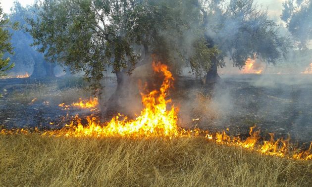 Kάηκε δασική έκταση στη Σκήτη Αγιάς – Συνελήφθη άνδρας για εμπρησμό από αμέλεια