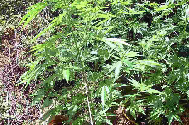 Χειροπέδες σε 44χρονο Λαρισαίο - Βρέθηκε στο χωράφι του χασισόδεντρο 2,5 μέτρων