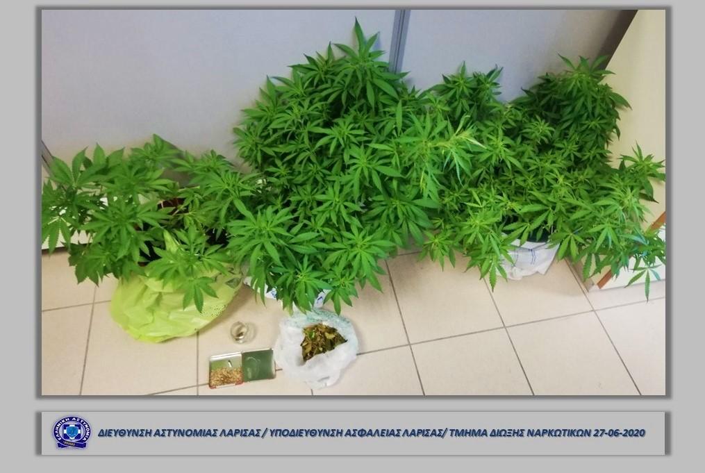Άλλες δύο συλλήψεις στην Λάρισα για καλλιέργεια δενδρυλλίων κάνναβης