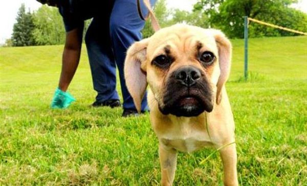 Πρόστιμο μέχρι 300 ευρώ για τα κακά του σκύλου - Ενημερωτικές πινακίδες θα τοποθετήσει ο Δήμος 