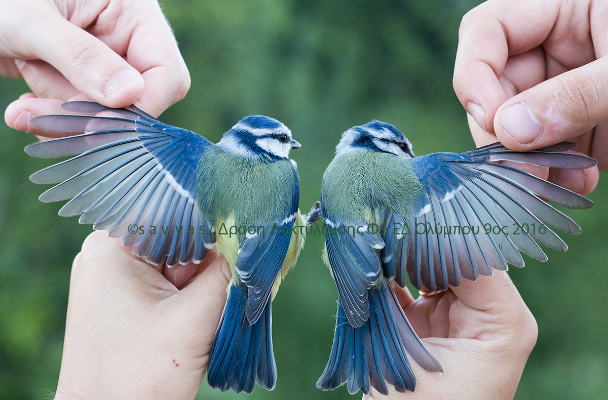 Δακτυλιώσεις πτηνών στον Εθνικό Δρυμό Ολύμπου