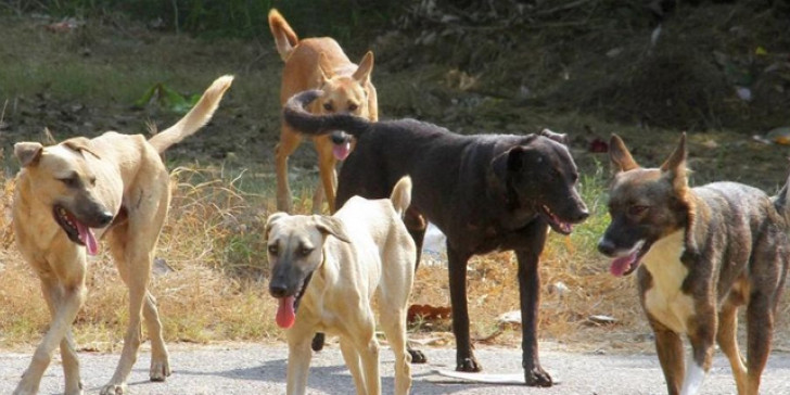 Αδέσποτα σκυλιά επιτέθηκαν το πρωί σε μαθητές στο πάρκο Ανθούπολης