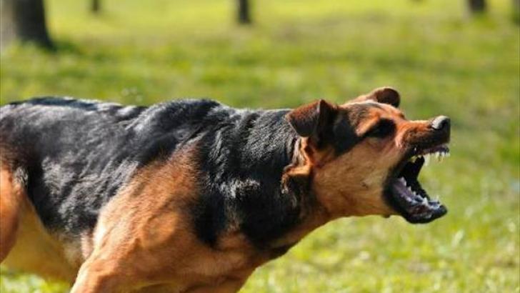 Λάρισα: Σύλληψη 2 καλλιεργητών κάνναβης - Ο σκύλος του ενός δάγκωσε αστυνομικό 
